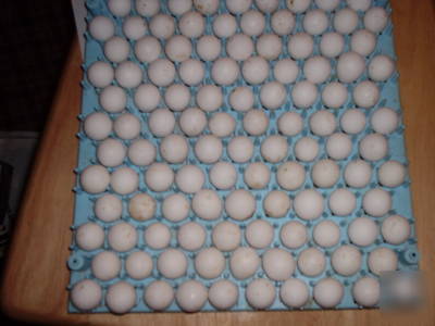 50 bobwhite quail eggs