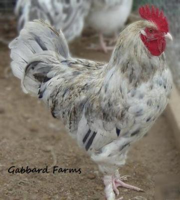 French blue splash marans chicken hatching eggs 10+ 