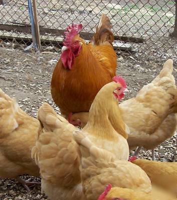 6+ golden buff orpington chicken hatching eggs