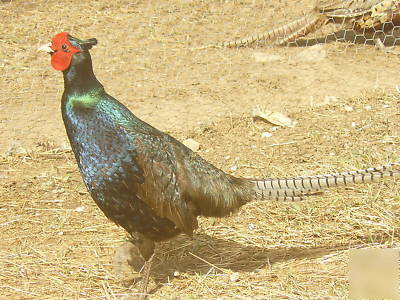 12 plus melanistic ringneck pheasant hatching eggs