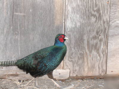 Black pheasant hatching eggs