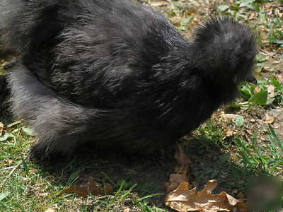 12+ silkie chicken hatching eggs ass't colors 