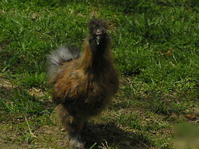 12+ silkie chicken hatching eggs ass't colors 