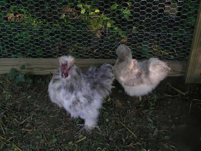 12+ silkie chicken hatching eggs ass't colors 