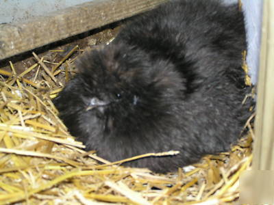 12+ silkie chicken hatching eggs ass't colors 