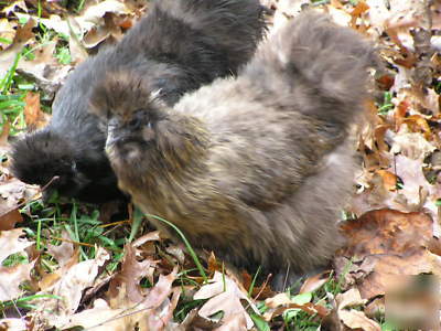 12+ silkie chicken hatching eggs ass't colors 