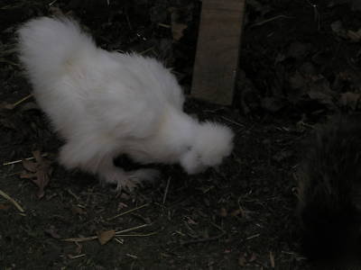 12+ silkie chicken hatching eggs ass't colors 