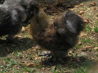 12+ silkie chicken hatching eggs ass't colors 