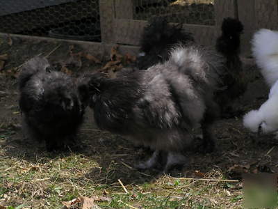 12+ silkie chicken hatching eggs ass't colors 