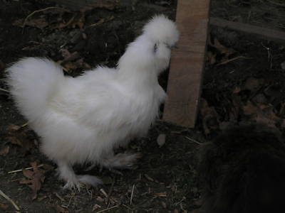 12+ silkie chicken hatching eggs ass't colors 