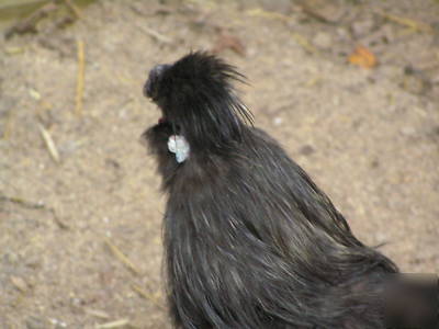 12+ silkie chicken hatching eggs ass't colors 