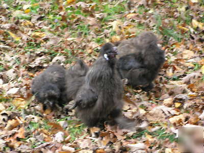 12+ silkie chicken hatching eggs ass't colors 