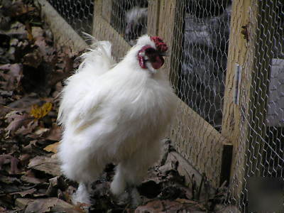 12+ silkie chicken hatching eggs ass't colors 