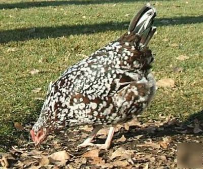 18 speckled sussex hatching eggs incubator ready 