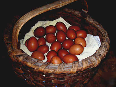 12+ welsummer hatching eggs/color just as nice as maran