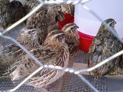 60+assorted coturnix quail hatching eggs