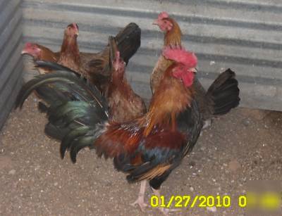  12 fresh fertile gamefowl eggs for hatching