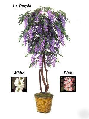 Designer silk purple flowering 6' wisteria tree potted