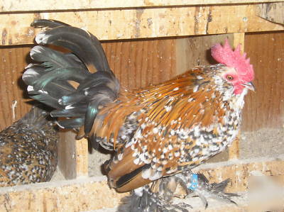 8+ colorful mille fleur d'uccle bantum hatching eggs