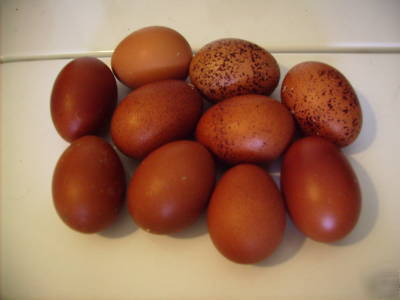 Brown egg mixes, welsummerx marans 6+ hatching eggs
