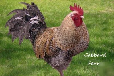 Golden cuckoo marans chicken hatching eggs ~large~ 8+ 