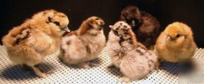6 assorted silkie hatching eggs 