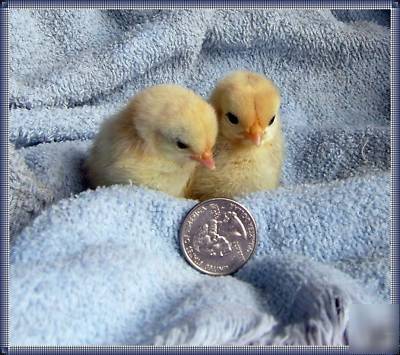 8+ serama chicken eggs for hatching