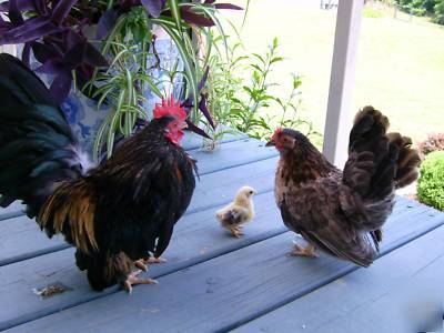 8+ serama chicken eggs for hatching