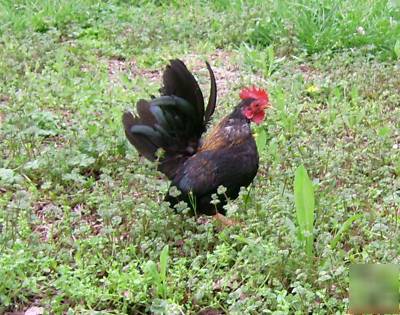 8+ serama chicken eggs for hatching