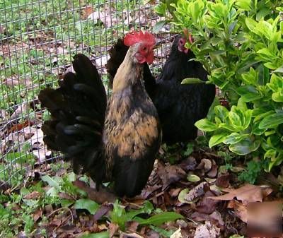 8+ serama chicken eggs for hatching