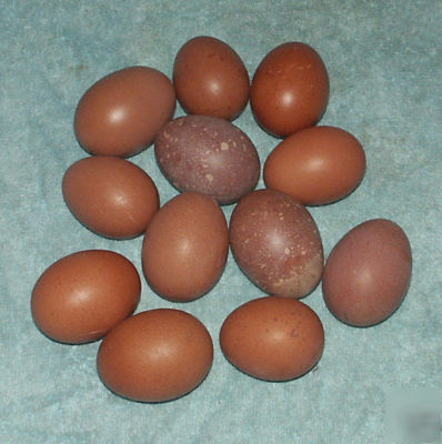 Dark brown chicken hatching eggs 1.50 each min order 6