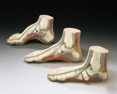 New 3 piece foot model set numbered human anatomical 