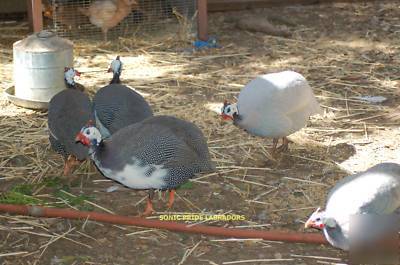 6 pearl and lavender guinea hatching eggs *fertile*