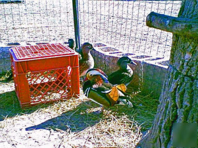 4 mandarin duck hatching eggs 