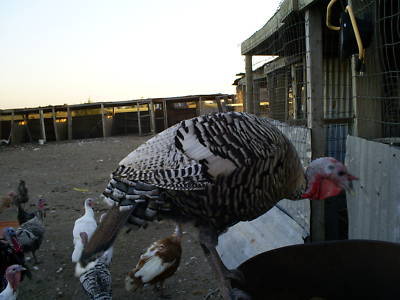6 narragansette turkey hatching eggs