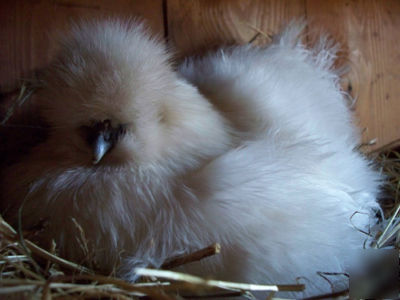 ~~cluckenbocken 6 silkie bantam hatching eggs white ~~