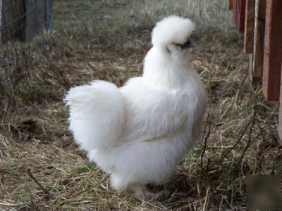 ~~cluckenbocken 6 silkie bantam hatching eggs white ~~