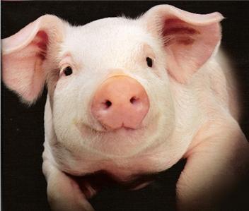 160+ swine facilities build plan blueprint collection