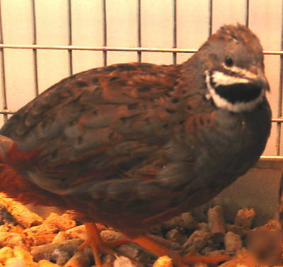 25+extras blue breasted button quail hatching eggs+info