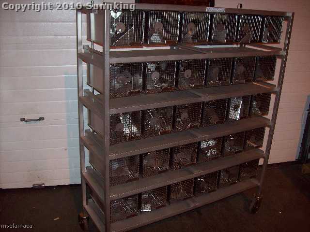 Stainless 30 cage rat/mouse/rodent lab rack auto-water