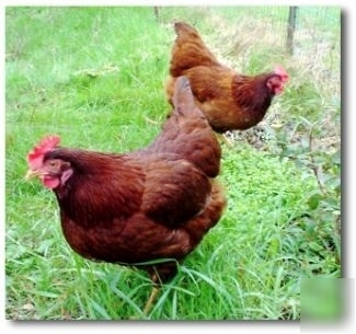 12 rhode island red/ black sexlink hatching eggs