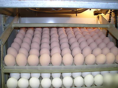 Professional chicken egg incubator 