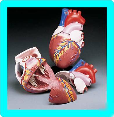 New * giant human heart anatomical anatomy model cardiac