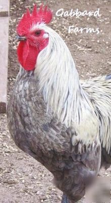 Blue birchen marans chicken hatching eggs ~rare~ 10+ 