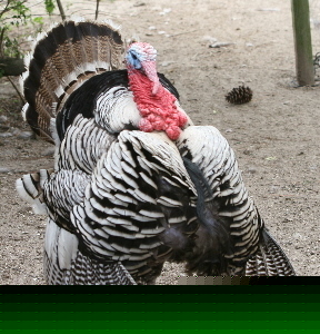 6+ narragansett turkey hatching eggs heritage breed 