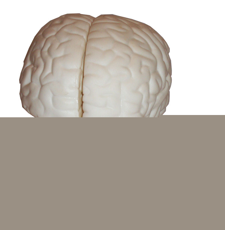 Budget brain with arteries anatomical model C20B