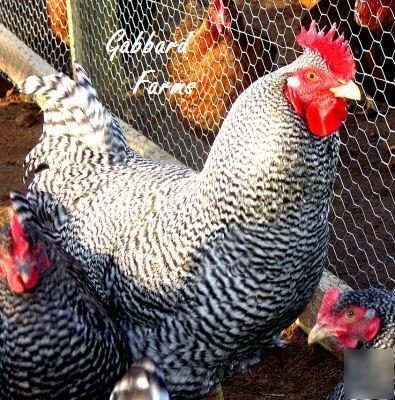 Barred rock chicken hatching eggs ~our best layer~ 10+