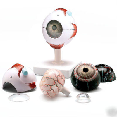New ** ** numbered human eye anatomical optometry model