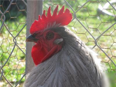 8+ project lavender orpington australorp hatching eggs