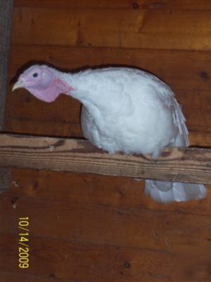 4+ midget white turkey eggs for hatching